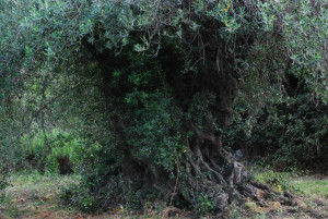 olive-tree-porthia